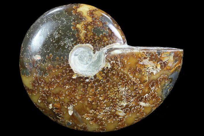 Polished, Agatized Ammonite (Cleoniceras) - Madagascar #75978